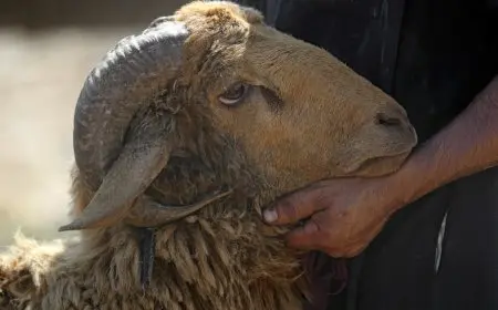 وكيل وزارة الأوقاف يوضح الشروط المطلوبة من المضحي: عدم مس الشعر أو البشرة