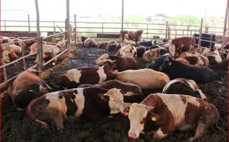 “الزراعة” تطلق أولى دفعات بعثة الأطباء البيطريين المصريين للإشراف على الهدي والأضاحي خلال موسم الحج