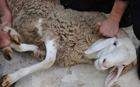 لحماية صحتك.. الطقوس المتعلقة بالعقيقة من زوايا طاقية ودينية