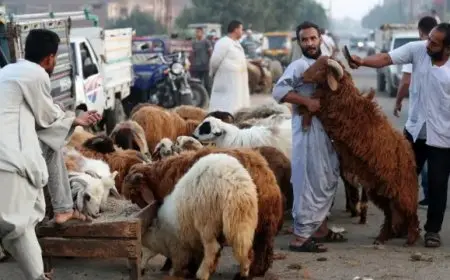 “وزارة الزراعة تكشف عن خطتها لعيد الأضحى وتعلن حالة الطوارئ القصوى”