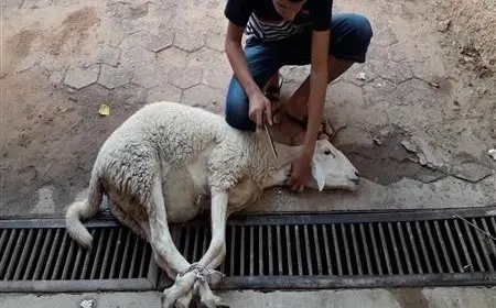 غرامات مالية على ذبح الأضاحي في الشوارع.. قد تصل إلى 10 آلاف جنيه