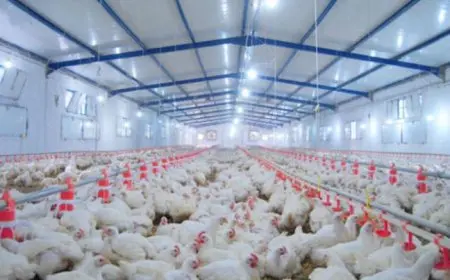 الزراعة: منح أكثر من 200 مربي صغير تصاريح لمزاولة النشاط خلال شهر مايو الحالي