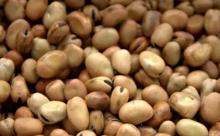 مديرية صحة القليوبية تضبط 875 كيلو من الفول المدشوش يحتوى على ثمار تالفة بشكل كبير وغير مطابقة للمواصفات