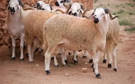 أسعار الأضاحي في مصر قبل عيد الأضحى لعام 2025