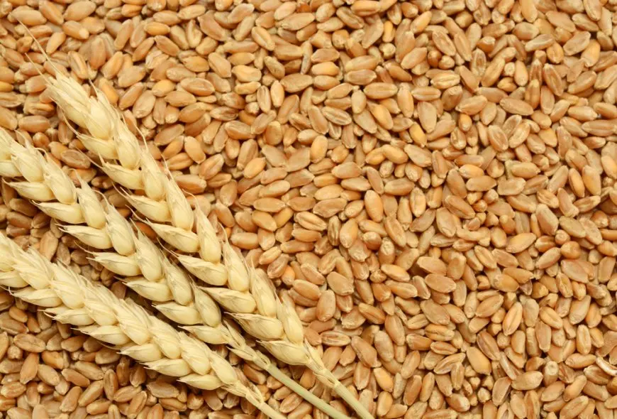 بدء موسم توريد القمح المحلي.. سعر الطن 2200 جنيه