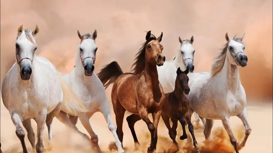 تحديثات حول تطوير محطة الزهراء للخيول العربية الأصيلة
