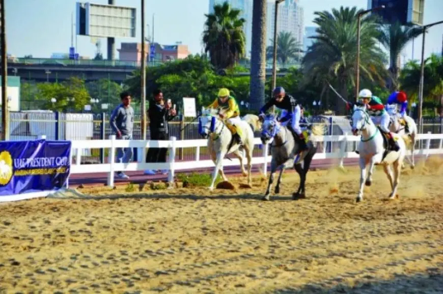 كيفية التعرف على الخيول العربية الأصيلة؟