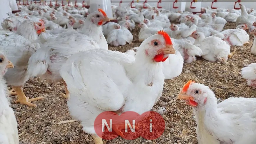 انخفاض جديد في أسعار الفراخ والبانيه اليوم في سوق بورصة الدواجن