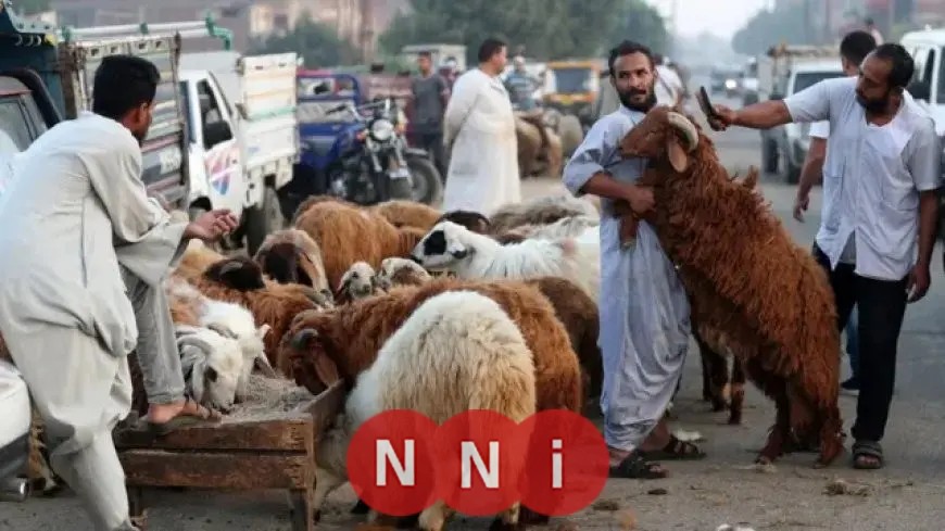 “وزارة الزراعة تكشف عن خطتها لعيد الأضحى وتعلن حالة الطوارئ القصوى”