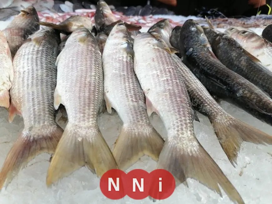 أسعار الأسماك اليوم الخميس: الدنيس يبدأ من 90 جنيهًا
