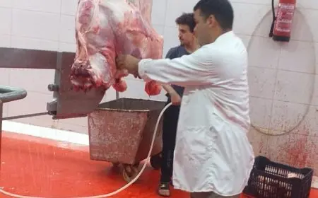 محافظ الجيزة يعلن عن فتح 23 مجزرًا مجانيًا للمواطنين خلال عيد الأضحى المبارك