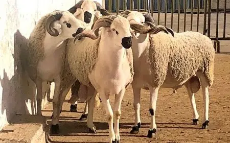 مشروع “الأضاحي” يعلن استعداده التشغيلية لموسم الحج عبر نظام ذكي