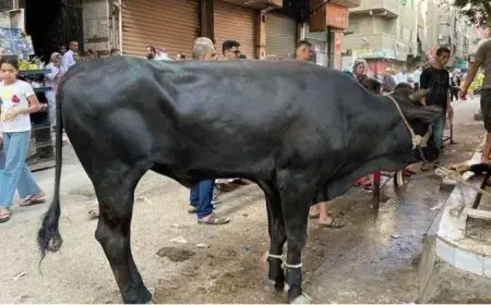 نصائح هامة قبل شراء أضحية العيد ومتطلبات النحر