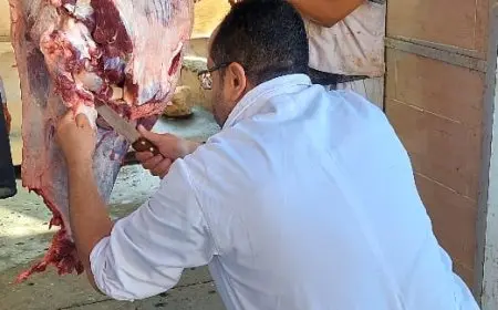 الجيزة: ذبح 2202 أضحية للمواطنين في مجازر المحافظة خلال اليومين الأولين من عيد الأضحى