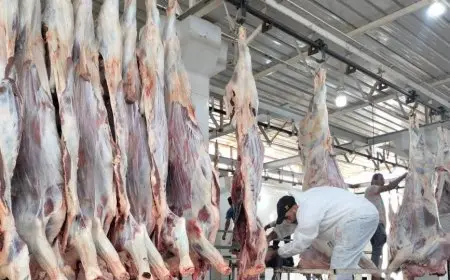 أسوان: ذبح الأضاحي مجانًا في المجازر الحكومية خلال أيام العيد