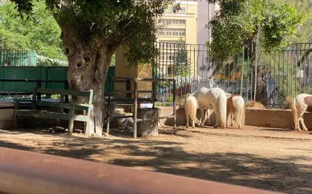 الزراعة: استقبلت حدائق الحيوان الإقليمية وأسماك الزمالك 38 ألف زائر في أول يومين من العيد