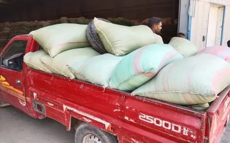 موسم توريد متميّز.. المنيا تتجاوز المستهدف من محصول القمح بنسبة 131%