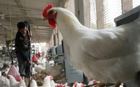 أسعار الدواجن والبانيه اليوم الأربعاء في الأسواق.. الفراخ البيضاء بـ 75 جنيهًا