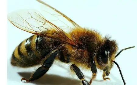 تفاصيل انتشار سلالة جديدة من النحل في محافظات القناة قادمة من آسيا