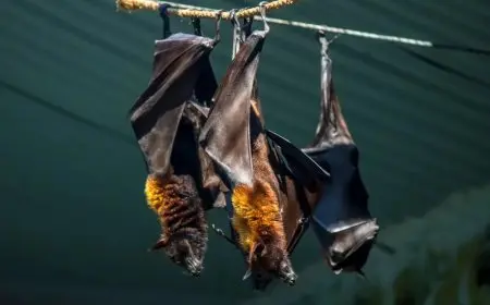 الصين تكشف عن فيروسات جديدة في خفافيش تثير القلق من احتمالية وباء مدمر