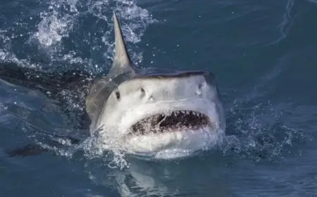 تركيب أجهزة تتبع قمر صناعي على أسماك القرش في البحر الأحمر يحقق نجاحاً كبيراً