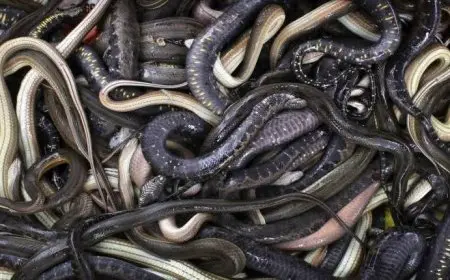 الزراعة: thwarting a major smuggling attempt of dozens of reptiles and rare creatures at Cairo International Airport