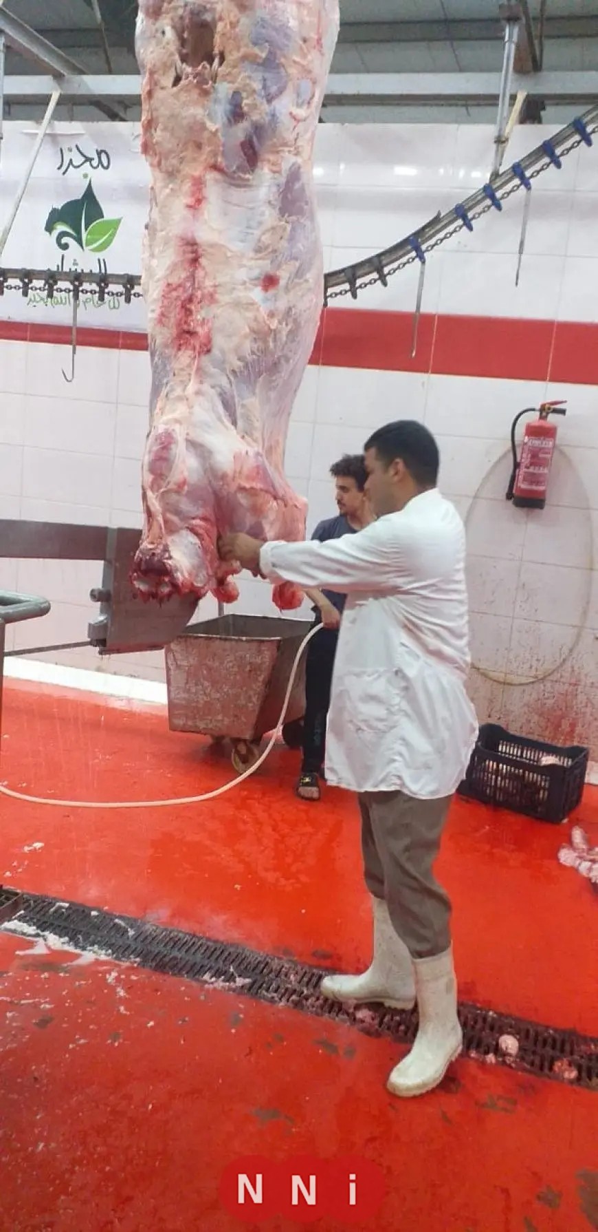 محافظ الجيزة يعلن عن فتح 23 مجزرًا مجانيًا للمواطنين خلال عيد الأضحى المبارك