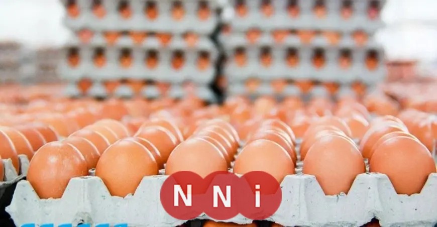 سعر كرتونة البيض اليوم الأحد 1 يونيو 2025.. ماذا بلغ؟
