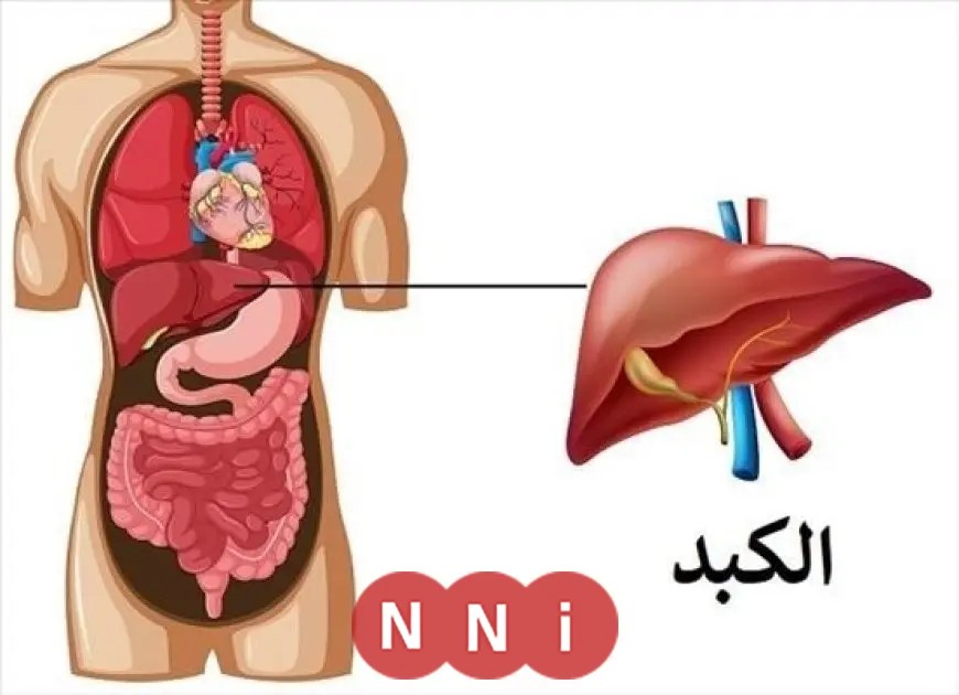 سر زيت الزيتون.. طبيب ينبه من الإفراط في استهلاك اللحوم بعد عيد الأضحى