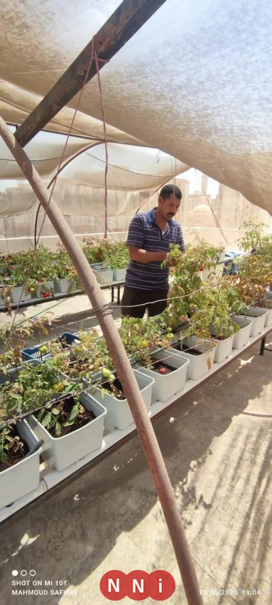 نجاح تجربة زراعة أعلى أسطح 3 مباني في الأسمرات
