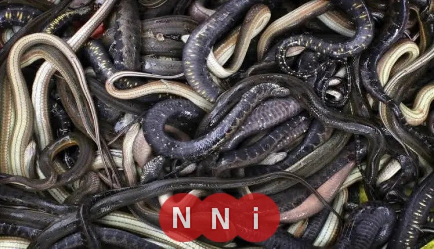 الزراعة: thwarting a major smuggling attempt of dozens of reptiles and rare creatures at Cairo International Airport