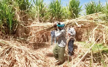 في لحظة مهمة لأهالي مدينة أرمنت.. رئيس المدينة بيحضر ختام مشروع زراعة القصب بطريقة حديثة عمرنا ما شفناها