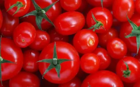 هل يسهم الشكل الهرمي في الحفاظ على طاقة الخضروات؟