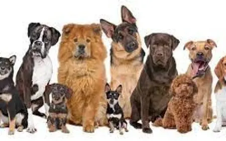 الجيزة: تجهيز مأوى إمبابة لإطلاق برنامج sterilization الكلاب الضالة