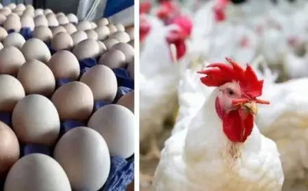 أسعار البيض والدجاج اليوم الجمعة.. تحديث جديد في الأسواق