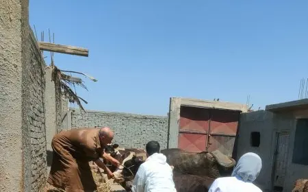 للحد من انتشار الأمراض الوبائية.. حملات للطب البيطري ضد مرض الحمى القلاعية وحمى الوادي المتصدع