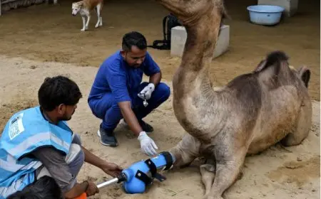 من الألم إلى الأمل.. جمل يستعيد نشاطه مجددًا بساق صناعية بعد بترها في باكستان