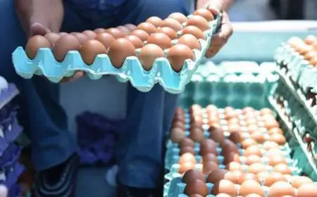 أسعار البيض اليوم الأحد: أحدث مستجدات سعر كرتونة البيض الأحمر في الأسواق