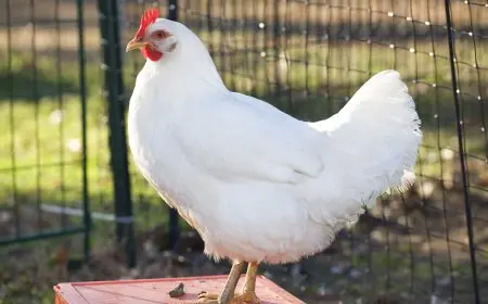 أسعار الدواجن اليوم الخميس: انخفاض سعر كيلو الأبيض