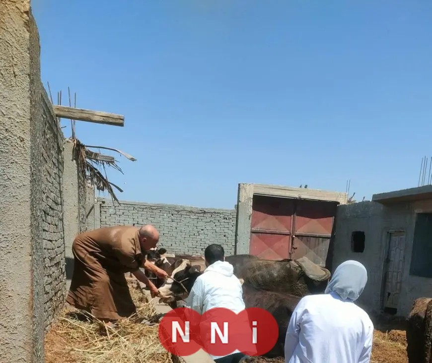 للحد من انتشار الأمراض الوبائية.. حملات للطب البيطري ضد مرض الحمى القلاعية وحمى الوادي المتصدع