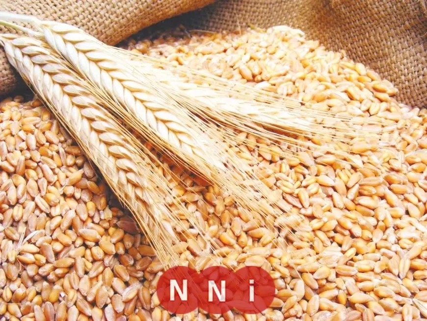 أسواق الحبوب العالمية اليوم الجمعة: انخفاض القمح بنسبة 1%