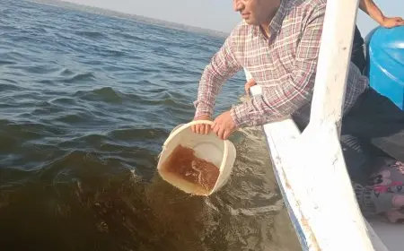 دعم بحيرة قارون بمليون يرقة جمبري لتعزيز الثروة السمكية – صور