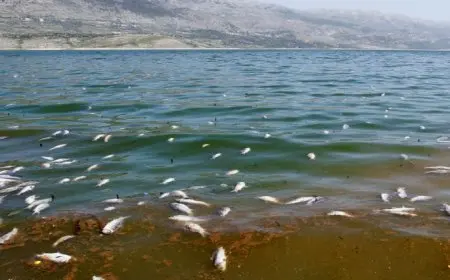 بسبب ارتفاع درجات الحرارة.. بحيرة المنزلة تواجه كارثة «نفوق الأسماك» والزراعة تتدخل