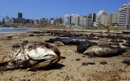 الزراعة توضح أسباب نفوق الأسماك في بحيرة المنزلة