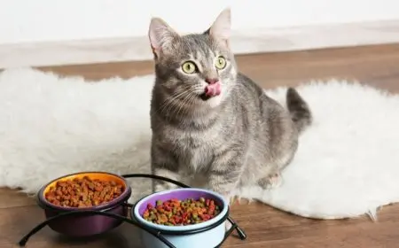 ممنوعات في تغذية القطط والكلاب: التوقيت المثالي وعدد الوجبات حسب العمر