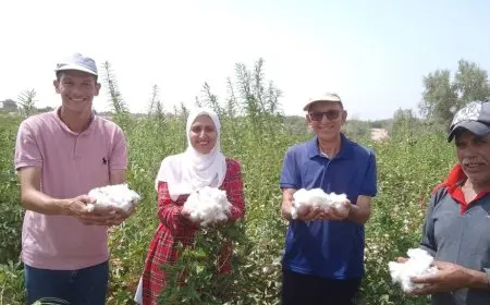 للمرة الأولى.. نجاح زراعة القطن في صحراء طور سيناء