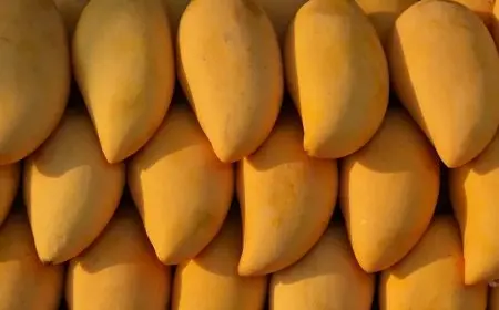 أسعار المانجو اليوم الجمعة.. تيمور تبدأ من 26 جنيهاً