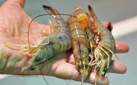 إطلاق الدفعة الرابعة من جمبري بحيرة قارون بواقع مليون زريعة