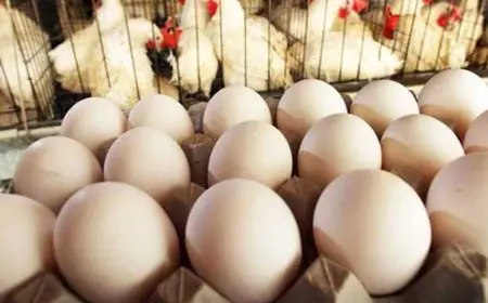 أسعار البيض اليوم الأربعاء 20 أغسطس 2025 في الأسواق.. تبدأ من 128 جنيهًا