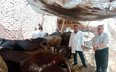 محافظ الدقهلية: تطعيم 45317 رأس ماشية ضد مرض الحمى القلاعية بلقاح sat1